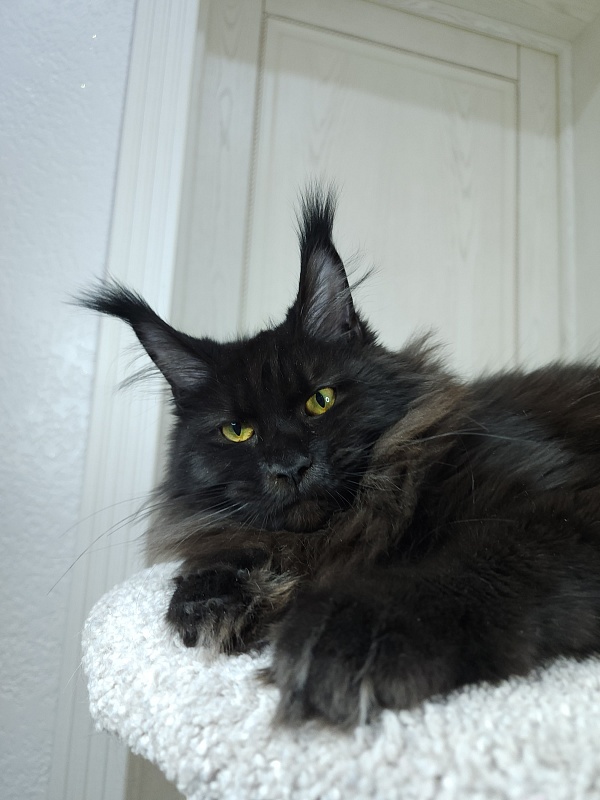 Black Magic Akbars - Kitten maine-coon 6 months 2.5 weeks
