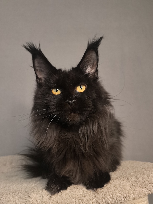 Black Magic Akbars - Adult maine-coon 2 years 5 months 1.5 week