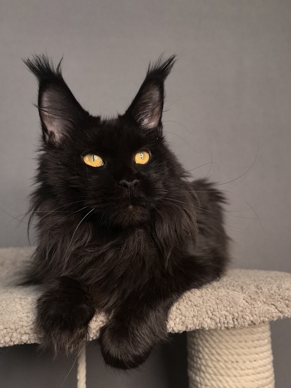 Black Magic Akbars - Adult maine-coon 2 years 5 months 1.5 week