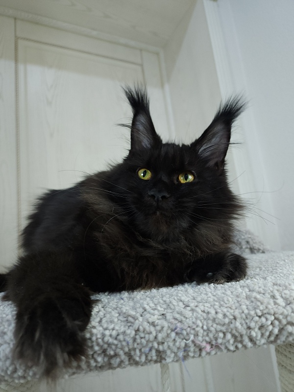 Black Magic Akbars - Kitten maine-coon 6 months 2.5 weeks