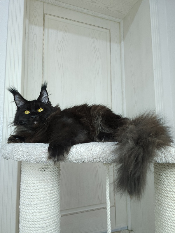 Black Magic Akbars - Kitten maine-coon 6 months 2.5 weeks