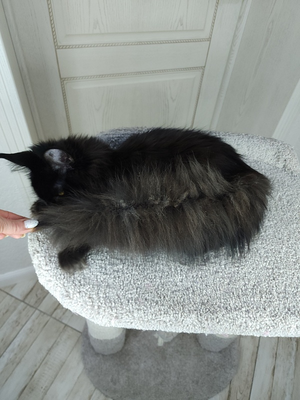 Black Magic Akbars - Kitten maine-coon 6 months 2.5 weeks