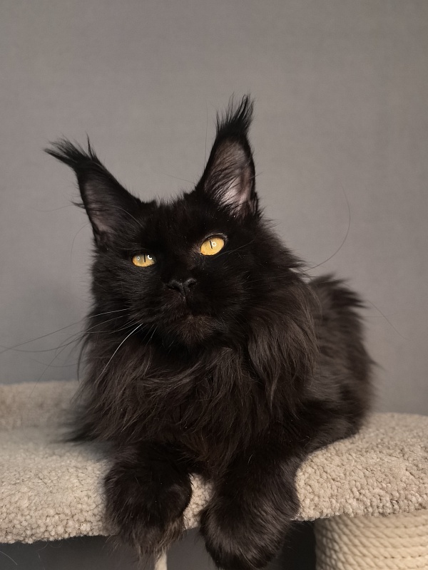 Black Magic Akbars - Adult maine-coon 2 years 5 months 1.5 week