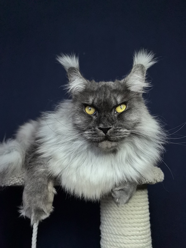 Wyntera Akbars - Adult maine-coon 2 years 5 months