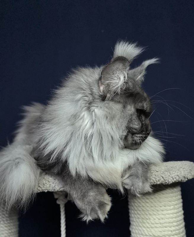 Wyntera Akbars - Adult maine-coon 2 years 5 months