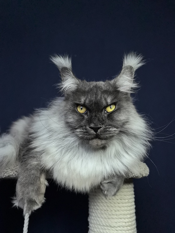 Wyntera Akbars - Adult maine-coon 2 years 5 months