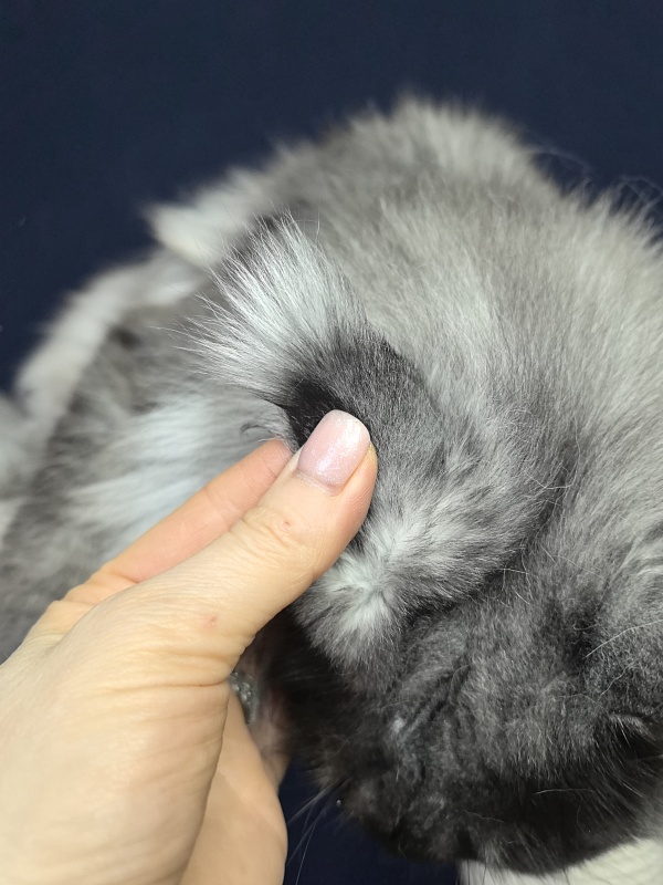 Wyntera Akbars - Adult maine-coon 2 years 5 months 2 weeks