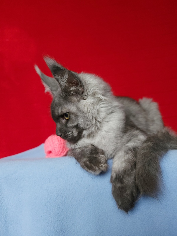 Water Black  Akbars - Kitten maine-coon 3.5 months