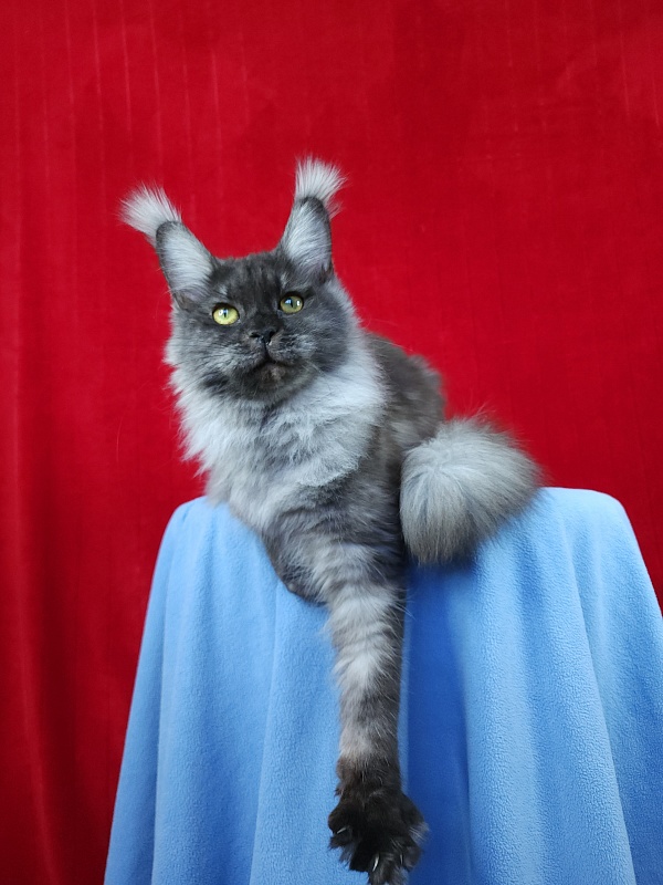 Water Black  Akbars - Adult maine-coon 10 months