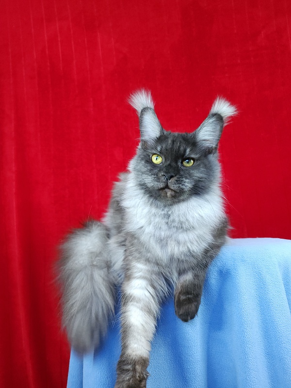Water Black  Akbars - Adult maine-coon 10 months