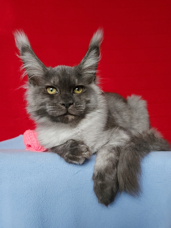 Water Black  Akbars - Kitten maine-coon 3.5 months