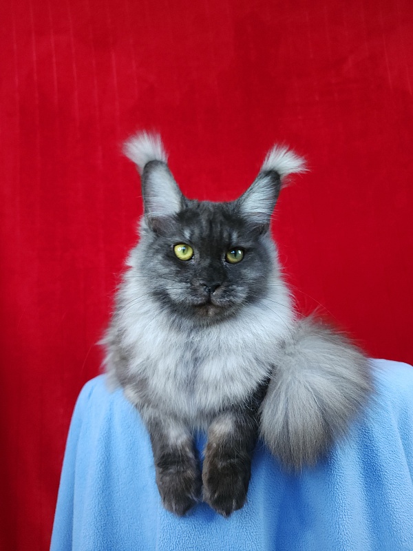 Water Black  Akbars - Adult maine-coon 10 months