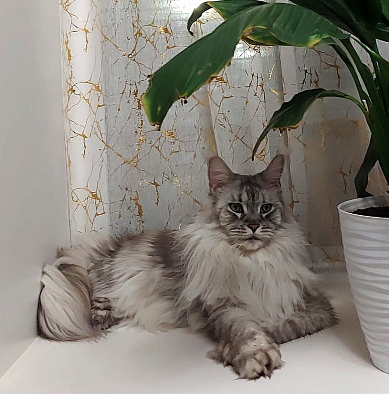 Iced Juice Akbars - Adult maine-coon 2 years 4 months 0.5 weeks