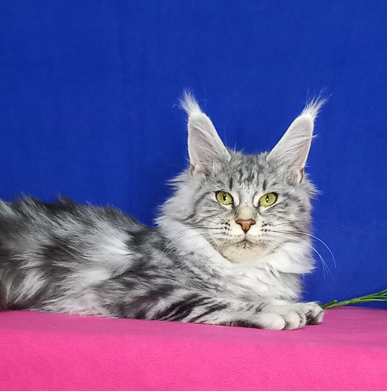 Rada Akbars - Kitten maine-coon 5 months 0.5 weeks