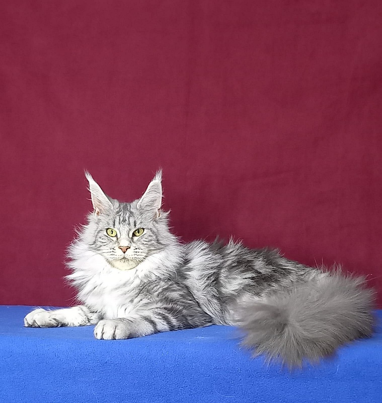 Rada Akbars - Kitten maine-coon 5 months 2.5 weeks