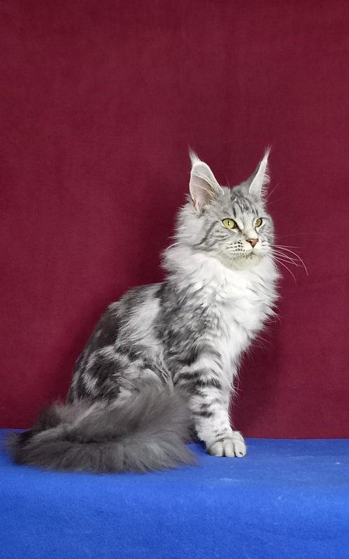 Rada Akbars - Kitten maine-coon 5 months 2.5 weeks
