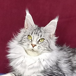 Rada  Akbars