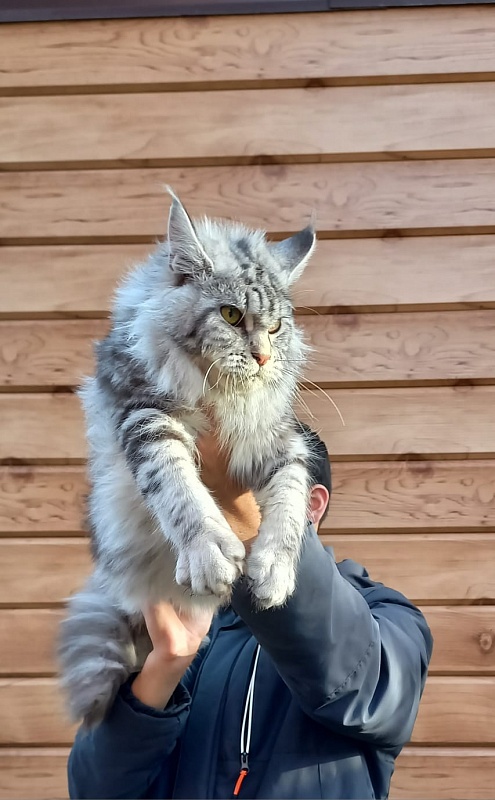 Rada Akbars - Kitten maine-coon 5 months 4 weeks