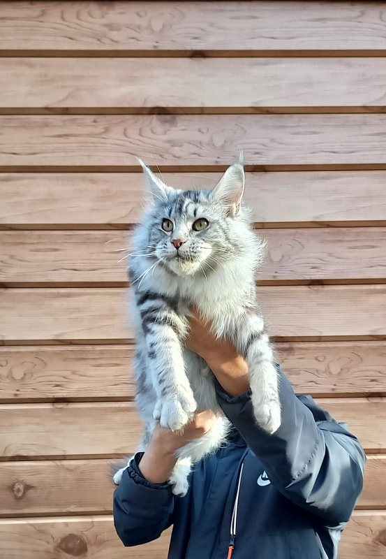 Rada Akbars - Kitten maine-coon 5 months 4 weeks