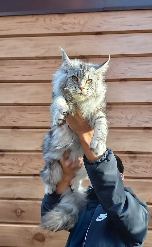 Rada Akbars - Kitten maine-coon 5 months 4 weeks