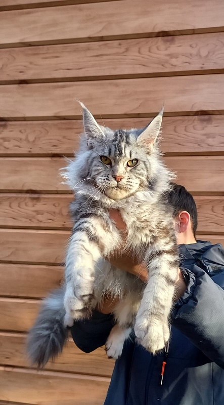 Rada Akbars - Kitten maine-coon 5 months 4 weeks