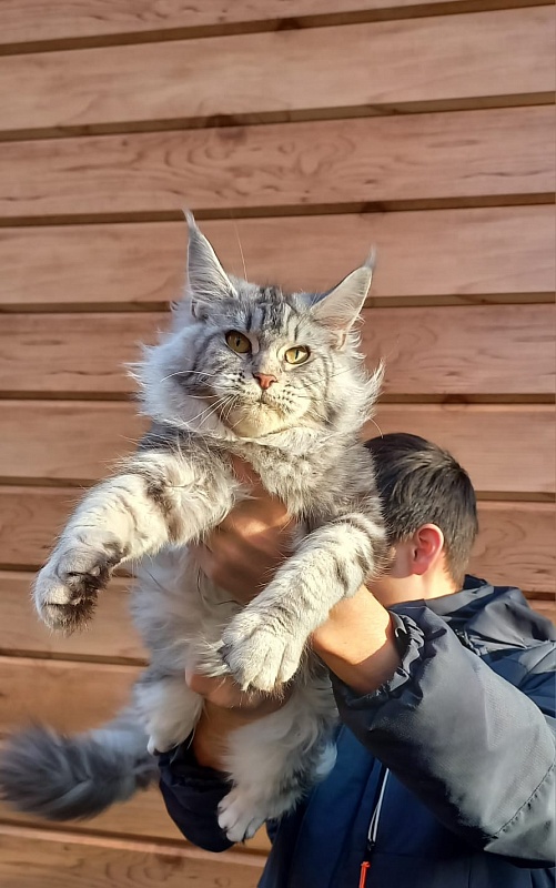 Rada Akbars - Kitten maine-coon 5 months 4 weeks