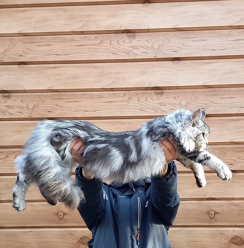 Rada Akbars - Kitten maine-coon 5 months 4 weeks