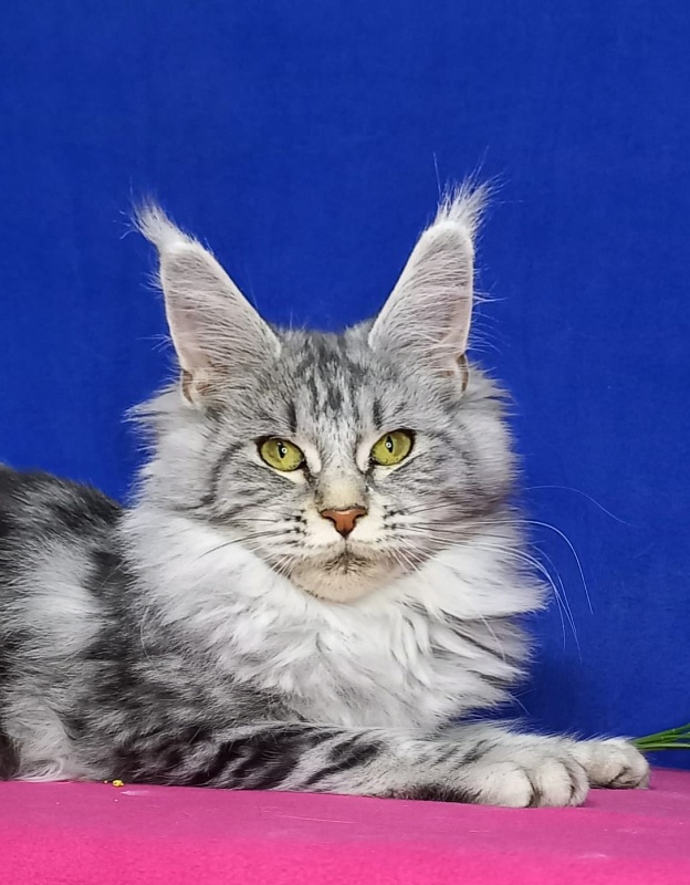 Rada Akbars - Kitten maine-coon 5 months 0.5 weeks