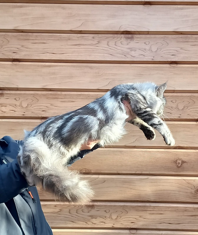 Rada Akbars - Kitten maine-coon 5 months 4 weeks