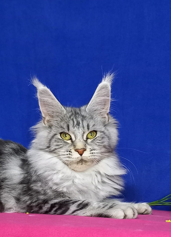 Rada Akbars - Kitten maine-coon 5 months 0.5 weeks