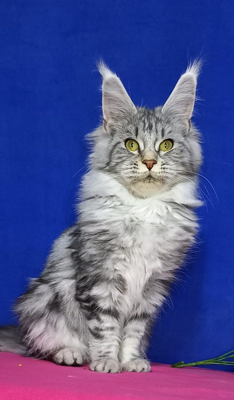 Rada Akbars - Kitten maine-coon 5 months 0.5 weeks