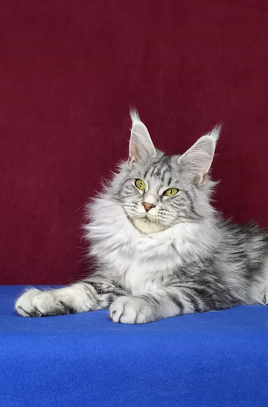 Rada Akbars - Kitten maine-coon 5 months 2.5 weeks