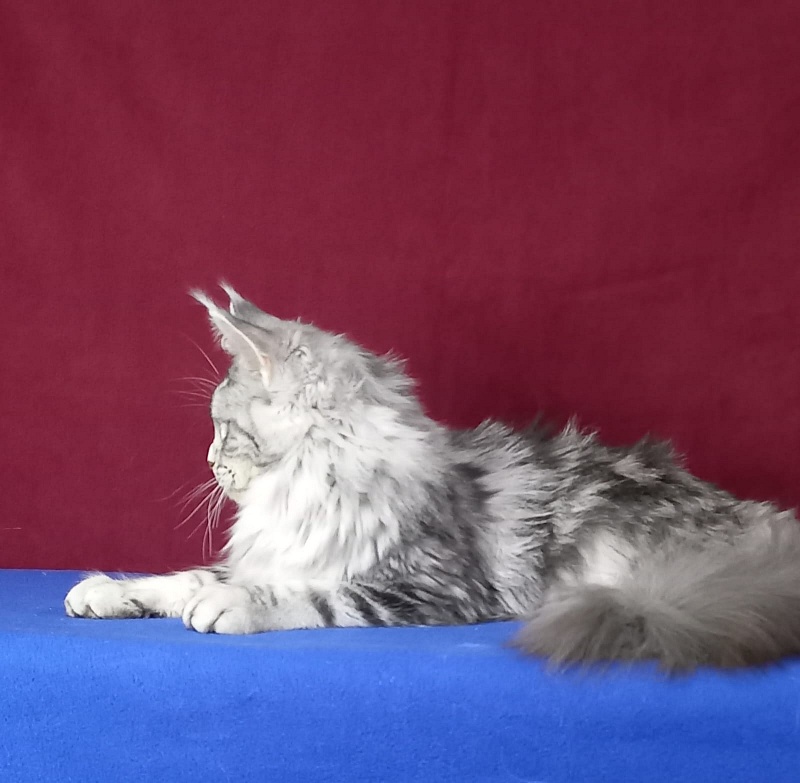 Rada Akbars - Kitten maine-coon 5 months 2.5 weeks