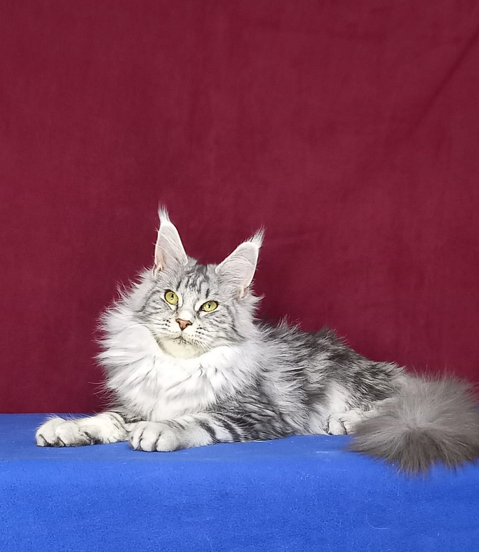 Rada Akbars - Kitten maine-coon 5 months 2.5 weeks