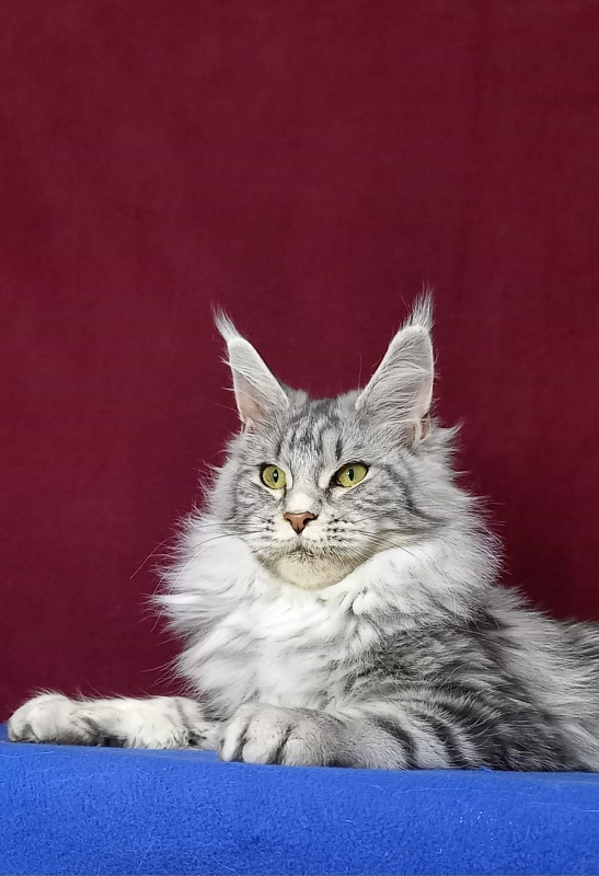 Rada Akbars - Kitten maine-coon 5 months 2.5 weeks