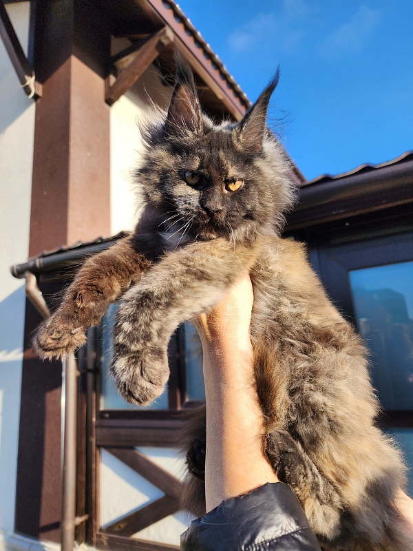 Kiss of Spring Akbars - Kitten maine-coon 3 months 1.5 week