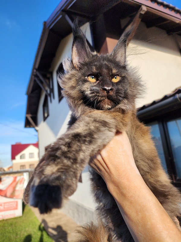 Kiss of Spring Akbars - Kitten maine-coon 3 months 1.5 week