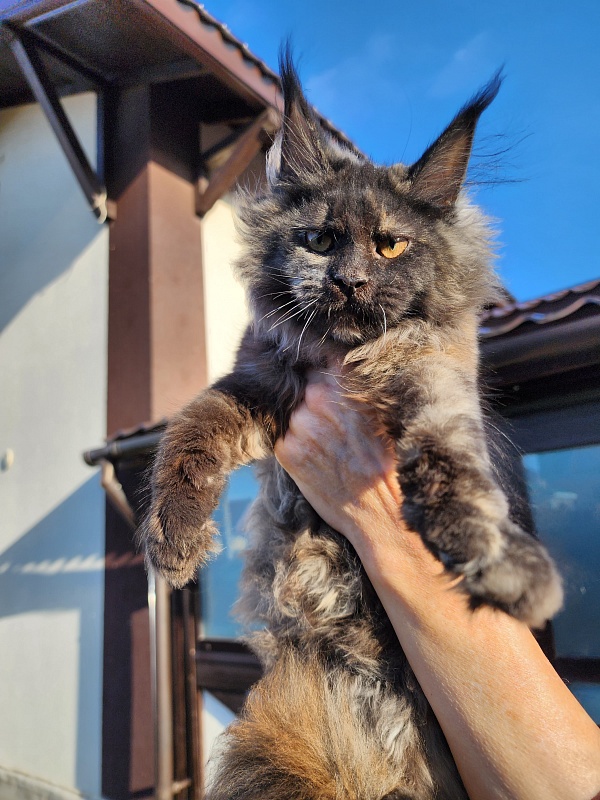Kiss of Spring Akbars - Kitten maine-coon 3 months 1.5 week