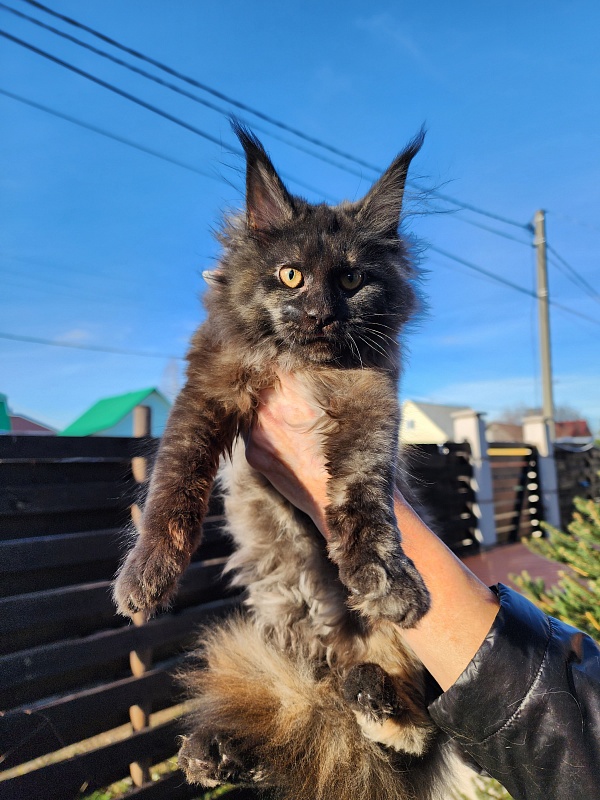 Kiss of Spring Akbars - Kitten maine-coon 3 months 1.5 week