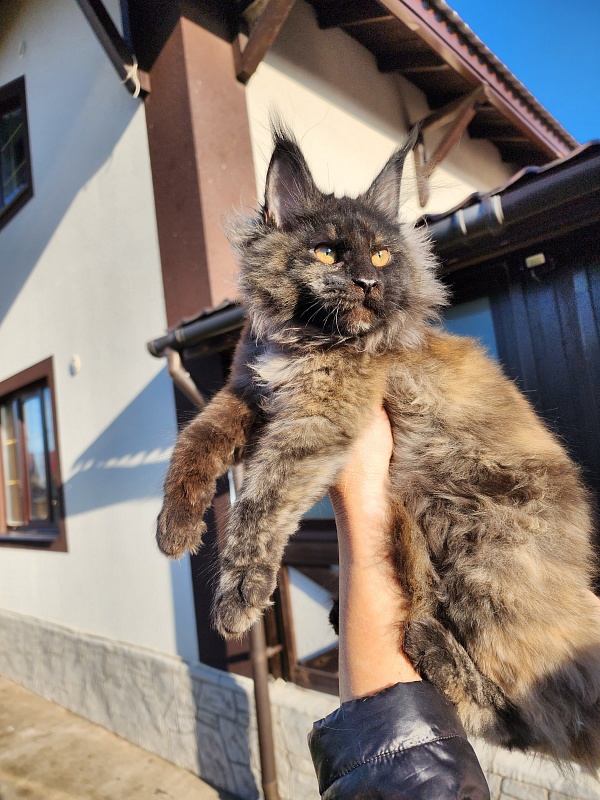Kiss of Spring Akbars - Kitten maine-coon 3 months 1.5 week