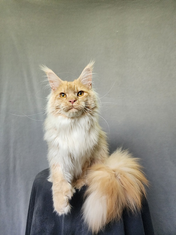 Jeromes Akbars (polydactyl 66/66) - Junior maine-coon 9 months 3 weeks