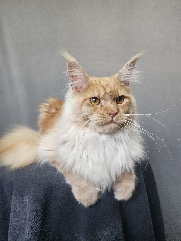 Jeromes Akbars (polydactyl 66/66) - Junior maine-coon 9 months 3 weeks