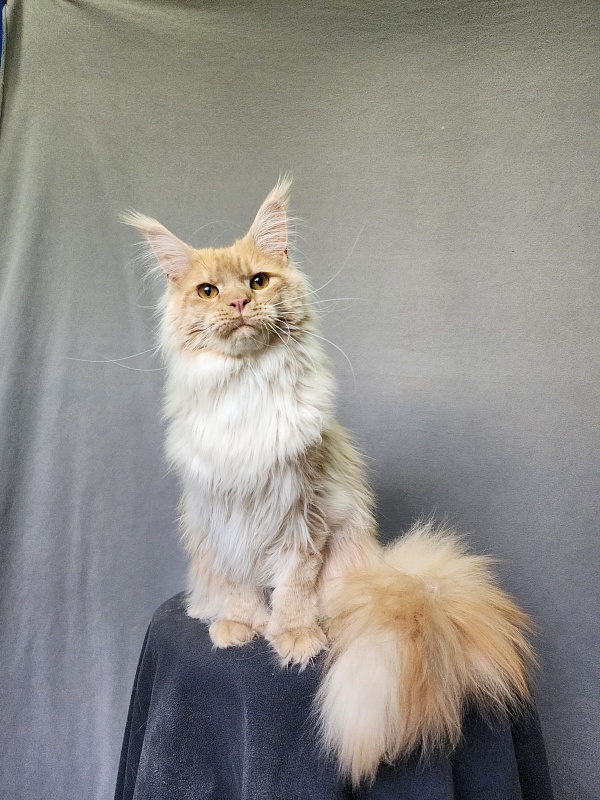 Jeromes Akbars (polydactyl 66/66) - Junior maine-coon 9 months 3 weeks