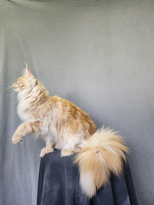 Jeromes Akbars (polydactyl 66/66) - Junior maine-coon 9 months 3 weeks