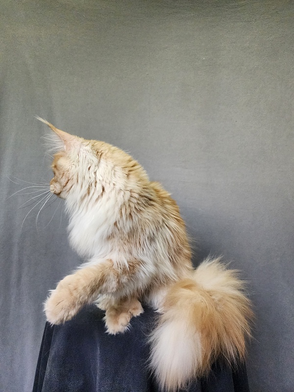 Jeromes Akbars (polydactyl 66/66) - Junior maine-coon 9 months 3 weeks