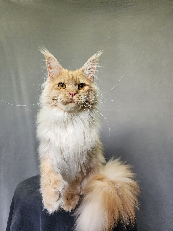 Jeromes Akbars (polydactyl 66/66) - Junior maine-coon 9 months 3 weeks