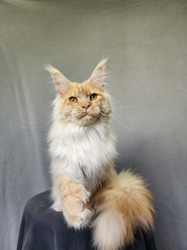 Jeromes Akbars (polydactyl 66/66) - Junior maine-coon 9 months 3 weeks