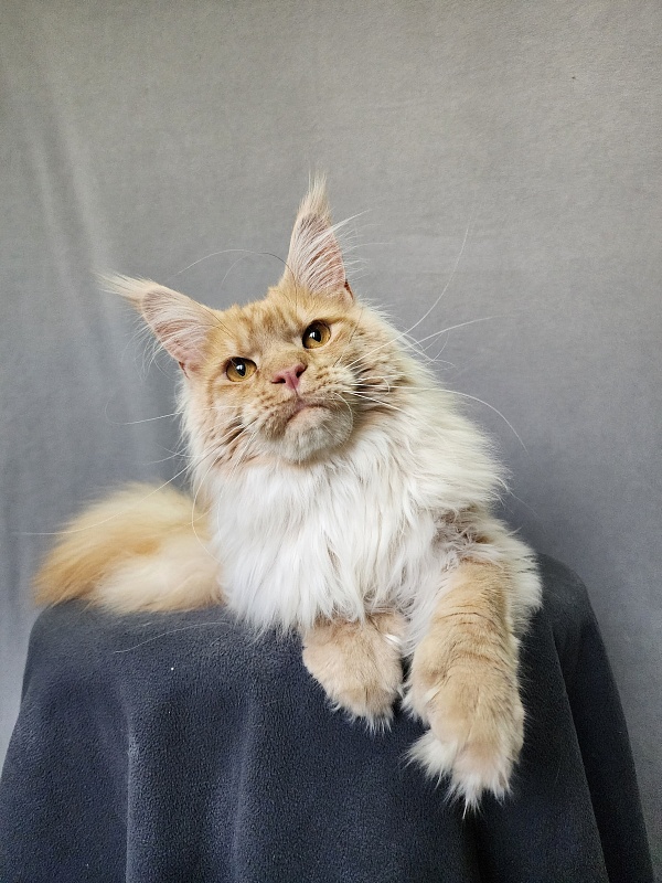 Jeromes Akbars (polydactyl 66/66) - Junior maine-coon 9 months 3 weeks