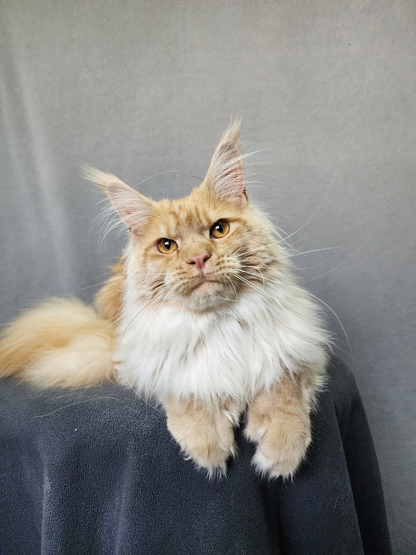 Jeromes Akbars (polydactyl 66/66) - Junior maine-coon 9 months 3 weeks