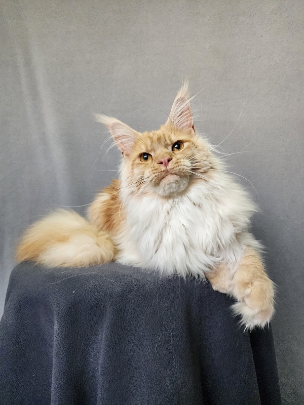 Jeromes Akbars (polydactyl 66/66) - Junior maine-coon 9 months 3 weeks
